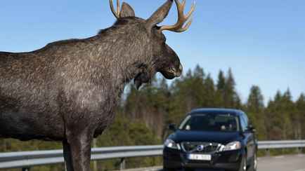 «Ожидается существенное увеличение количества ДТП» — В БООР назвали самых опасных диких животных на дорогах Беларуси
