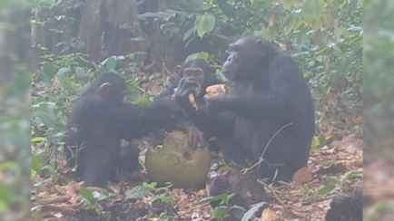 Учёные с помощью скрытых камер доказали, что обезьяны устраивают алкогольные вечеринки