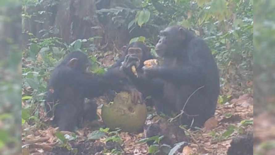 Учёные с помощью скрытых камер доказали, что обезьяны устраивают алкогольные вечеринки