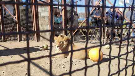 Жалобы есть? Минские экологи проверили «условия содержания в неволе» льва Шерхана