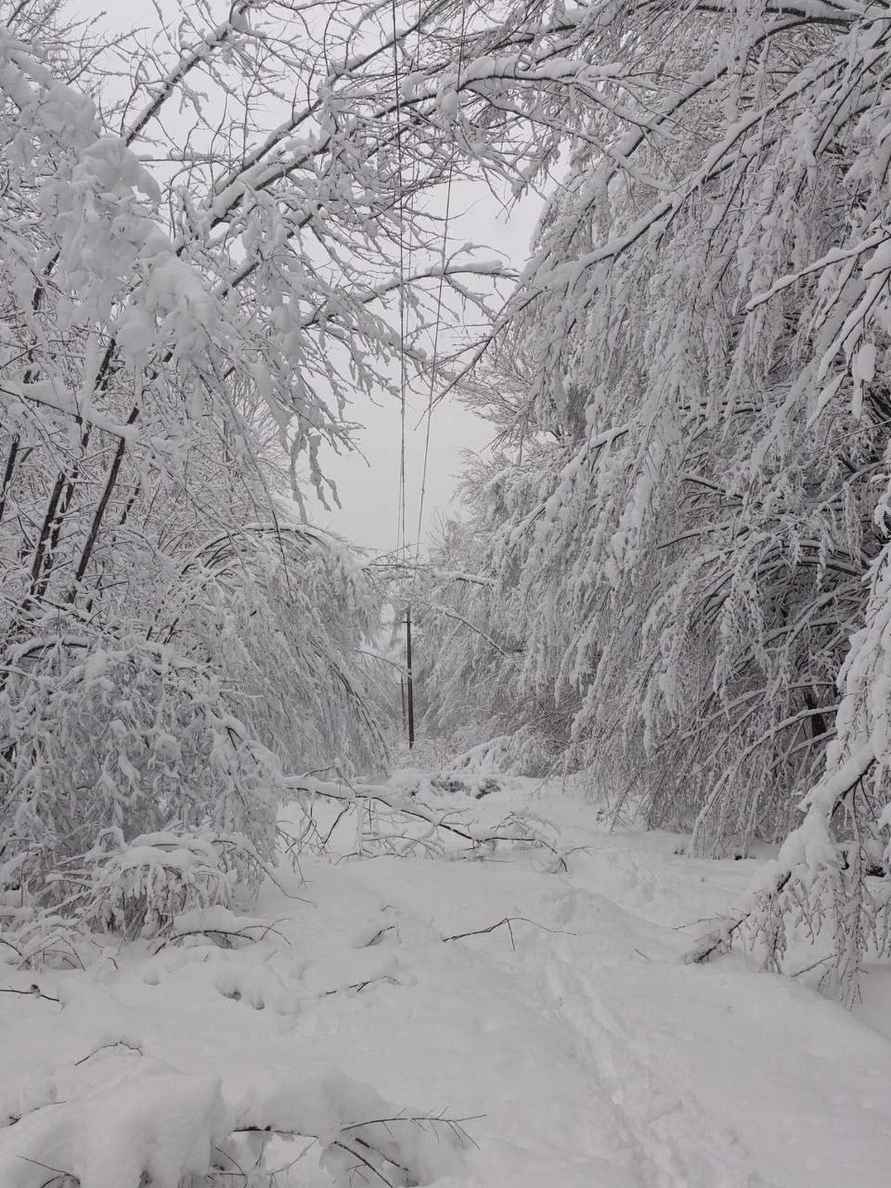 Десятки поваленных деревьев и машины в кювете. МЧС и энергетики рассказали о последствиях апрельских снегопадов
