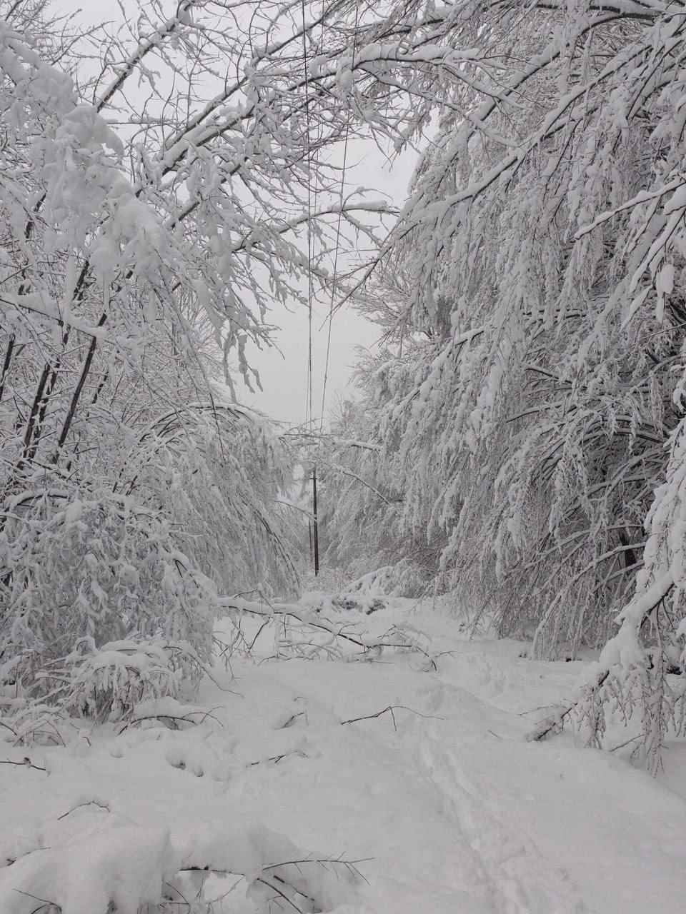 Десятки поваленных деревьев и машины в кювете. МЧС и энергетики рассказали о последствиях апрельских снегопадов