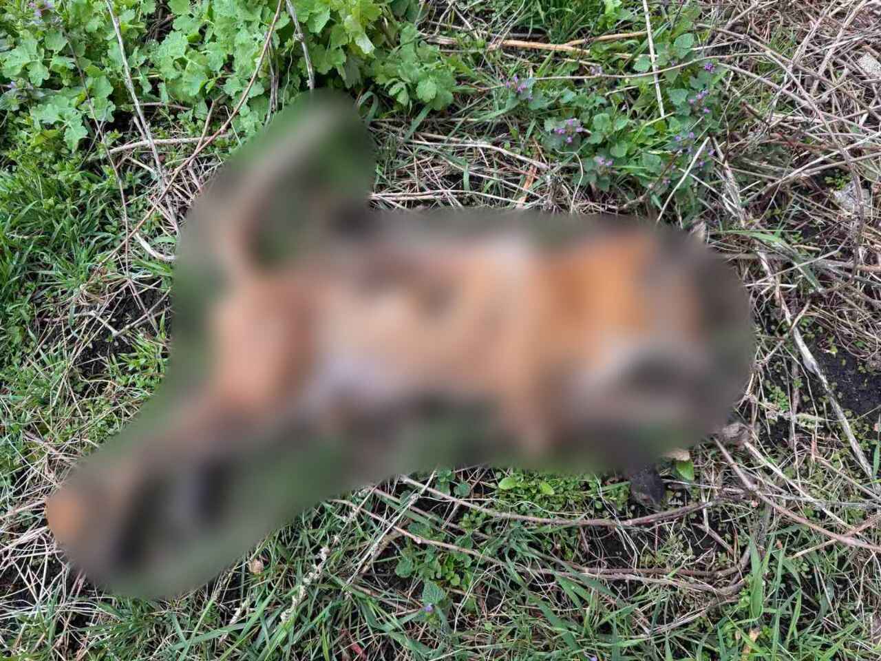 В Брагине милиция открыла огонь во дворе жилой многоэтажки. Что случилось?