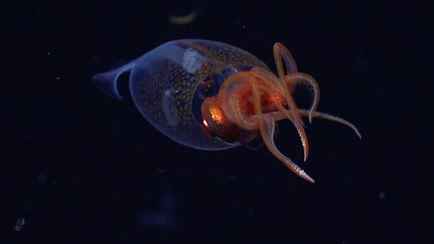 Не выпускайте Кракена! Учёные впервые сняли в глубине океана гигантского кальмара