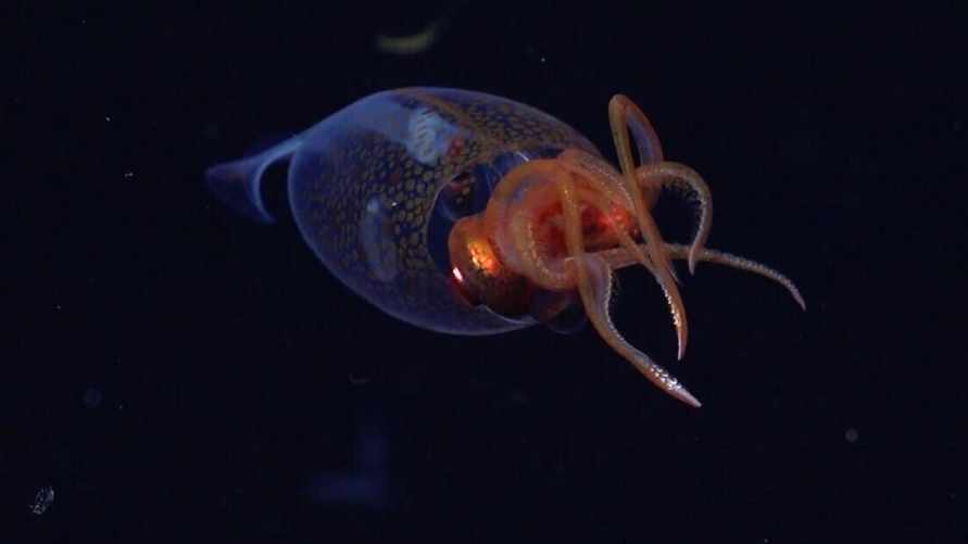 Не выпускайте Кракена! Учёные впервые сняли в глубине океана гигантского кальмара