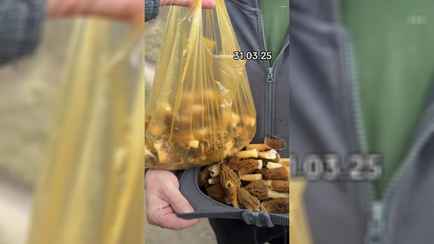 «Не рассчитывали, что столько будет» — Белорусы собрали целую охапку сморчков в конце марта. Где?