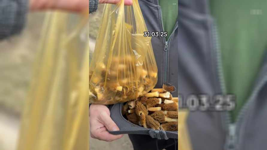 «Не рассчитывали, что столько будет» — Белорусы собрали целую охапку сморчков в конце марта. Где?