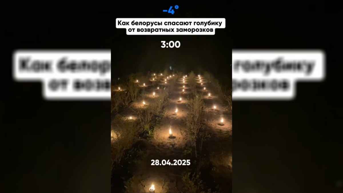 «Будут стоить как крыло самолёта» — Белорусы показали, как спасают ягоды и овощи от заморозков. В комментариях заволновались о ценах