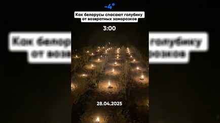 «Будут стоить как крыло самолёта» — Белорусы показали, как спасают ягоды и овощи от заморозков. В комментариях заволновались о ценах