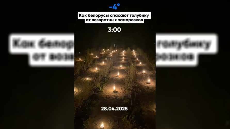 «Будут стоить как крыло самолёта» — Белорусы показали, как спасают ягоды и овощи от заморозков. В комментариях заволновались о ценах