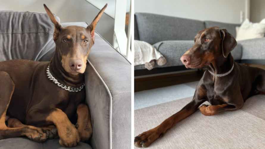 Доберман, фото иллюстрационное