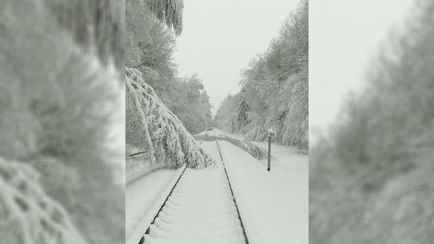 Между Могилёвом и Осиповичами на ж/д пути упали деревья. БелЖД предупредила о двухчасовых задержках