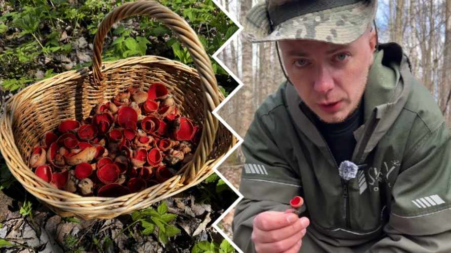 "Экологический индикатор" - Грибник объяснил, зачем белорусам искать в лесу "чашу эльфа"