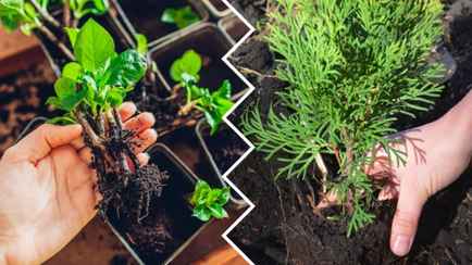 Как получить бесплатные саженцы кустарников весной? Ландшафтный дизайнер рассказала, как размножить даже туи