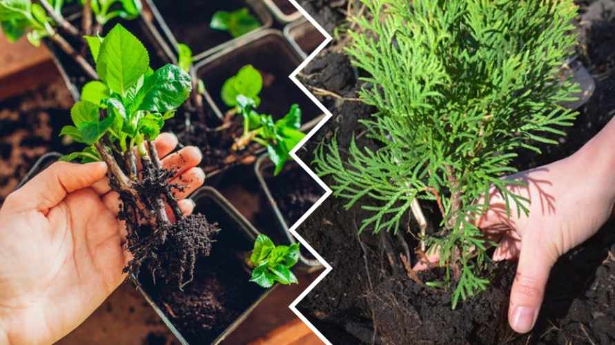 Как получить бесплатные саженцы кустарников весной? Ландшафтный дизайнер рассказала, как размножить даже туи