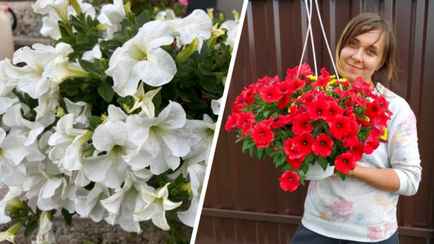 Как белорусам получить цветущий сад петуний за 4 рубля? Садовод назвала 3 правила успешного размножения