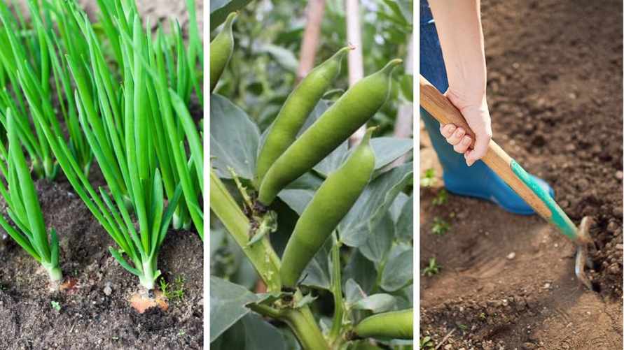 Что сеять на огороде в апреле? Посмотрели, какие сроки нельзя пропускать белорусам для обильного урожая летом