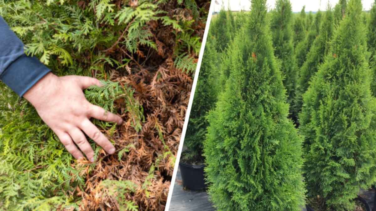 Эти 3 простых шага вернут туям зелень и пышность. Ландшафтный дизайнер поделилась домашним рецептом азотной подкормки