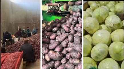 В МАРТ показали, какой картофель хранится в овощехранилищах по всей Беларуси