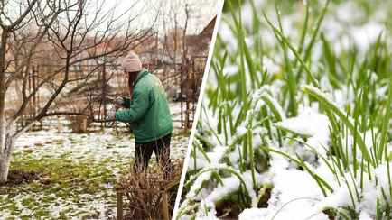 Как подготовить огороды к заморозкам? Эти три шага должны сделать все белорусы до 25-26 апреля