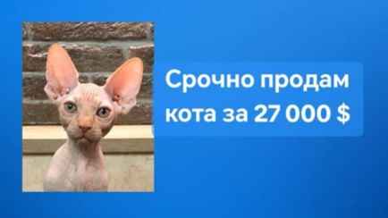 В Витебске выставили на продажу кота за 27 000 долларов. В чем нюанс?