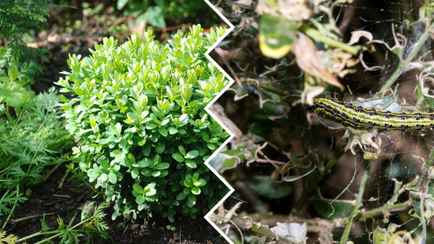 Как белорусам защитить самшит от прожорливой огнёвки? Попробуйте это копеечное средство