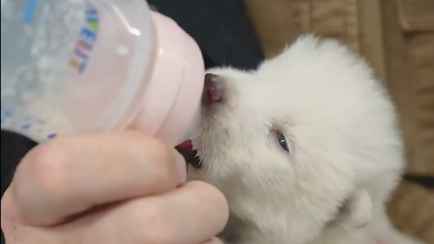 Американская компания заявила о «воскрешении» вымершего 10 000 лет назад волка. У учёных возникли вопросы