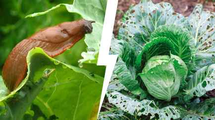 Не выбрасывайте эти «отходы». Они спасут урожай от нашествия слизней