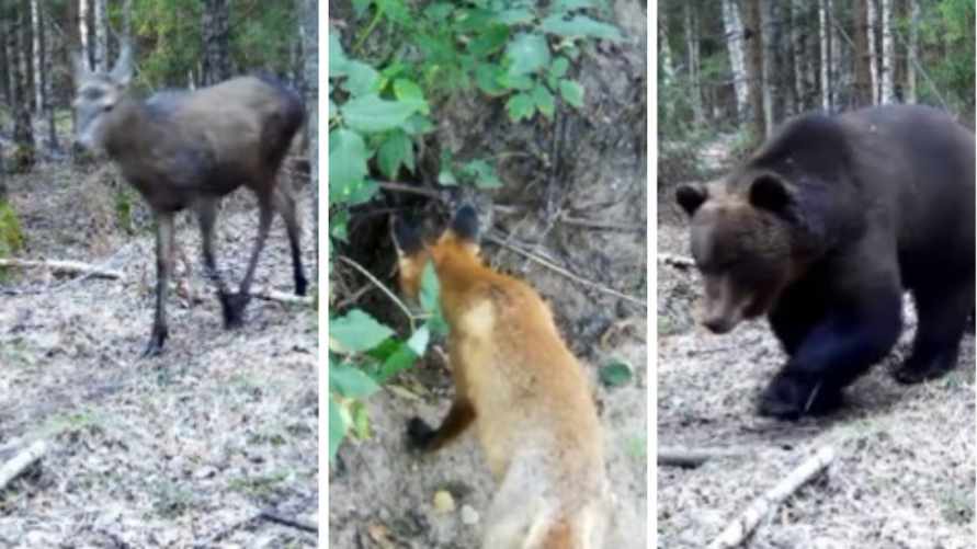 "А что последнее такое?" - В Нацпарке "Браславские озёра" показали, какие звери попались в фотоловушки. Зрители узнали не всех