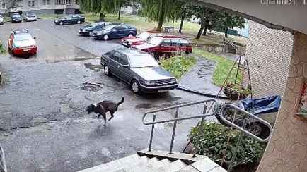 На видео попало, как в Гродно собака выжила после падения с 8 этажа