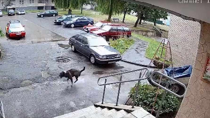 Скриншот видео