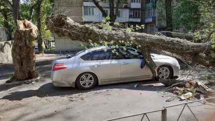 В Орше на автомобиль белоруса упало дерево. Сколько удалось взыскать с коммунальников?