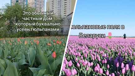 В Минске заметили двор, усеянный тюльпанами, а на Брестчине – целые поля