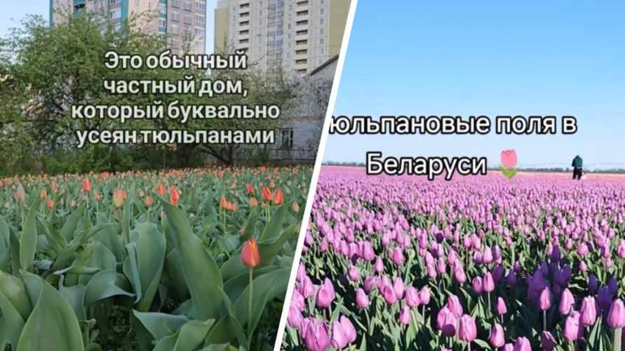 В Минске заметили двор, усеянный тюльпанами, а на Брестчине – целые поля