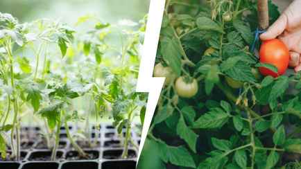 Этот домашний раствор сделает стебли томатов толстыми, а корни — мощными. Как приготовить?