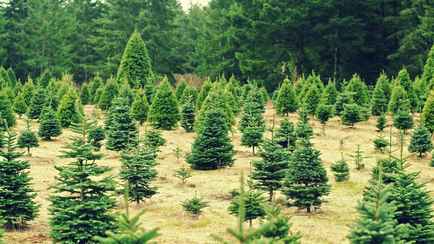 Ёлки «уходят на север»? Минлесхоз предрёк их исчезновение на большей части Беларуси. Какие деревья заменят?