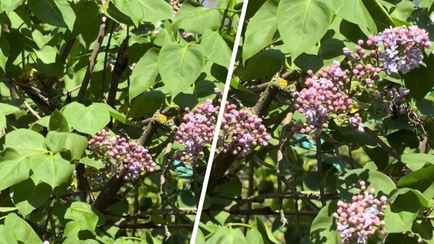 В Бресте зацвела сирень. Какой штраф грозит за сорванную ветку и где это можно сделать законно?