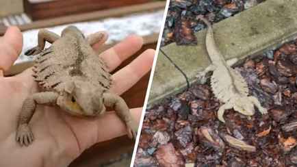 «Переживали, что у нее кома» — Под Минском сутки пытались спасти силиконовую ящерицу