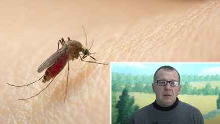 Повторится ли в 2025-м нашествие комаров в Беларуси? Эколог дал прогноз, но в TikTok не поверили
