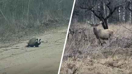 «Как вам повезло!» — На Витебщине показали «белорусское сафари». Сколько животных в кадре?