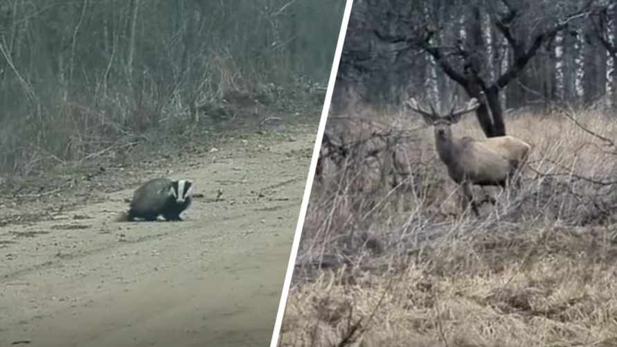 "Как вам повезло!" - На Витебщине показали "белорусское сафари". Сколько животных в кадре?