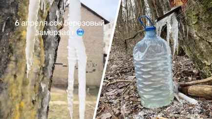 Белорусы показали, как добывают «берёзовый лёд» из-за апрельских погодных аномалий