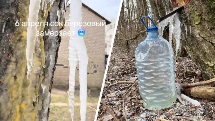 Белорусы показали, как добывают «берёзовый лёд» из-за апрельских погодных аномалий