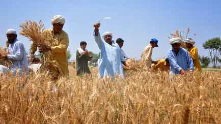 Поедут ли в Беларусь 150 000 пакистанцев? Посмотрели, какая там средняя зарплата и чем занимаются