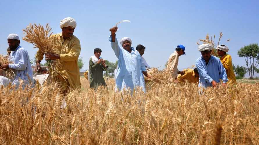 Поедут ли в Беларусь 150 000 пакистанцев? Посмотрели, какая там средняя зарплата и чем занимаются