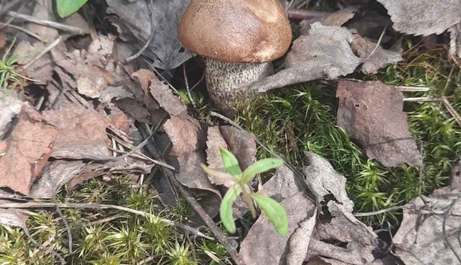 Где в Беларуси пошли боровики, бабки и маслята? Белорусы закидали TikTok видео урожая