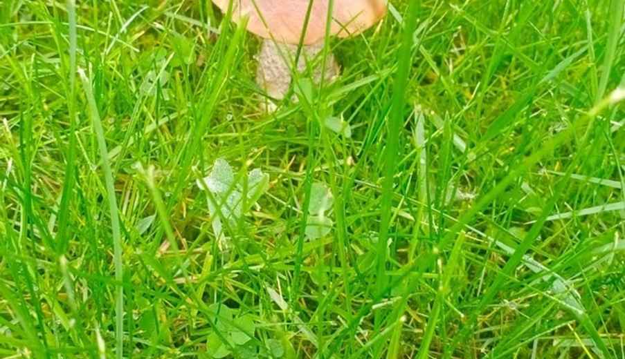 Где в Беларуси пошли боровики, бабки и маслята? Белорусы закидали TikTok видео урожая