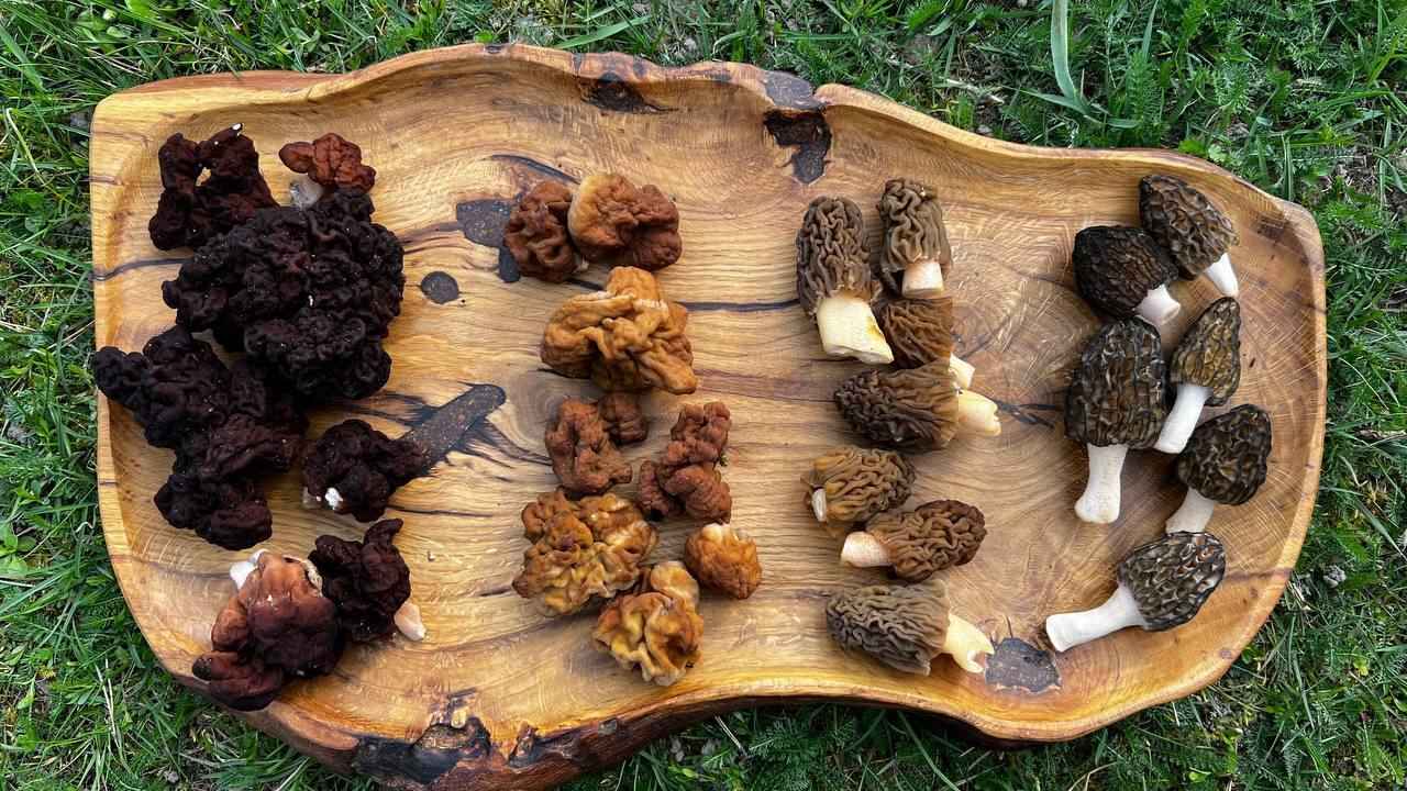 В сморчках есть токсины, "эквивалентные ракетному топливу"? Микологи из Беларуси и Италии объяснили, нужно ли их всегда отваривать