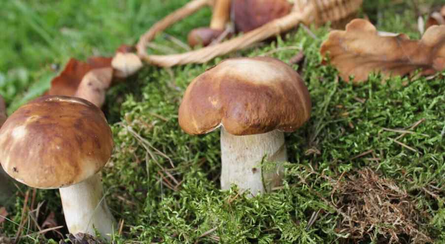 Какие грибы можно вырастить дома? Сбор грибов –