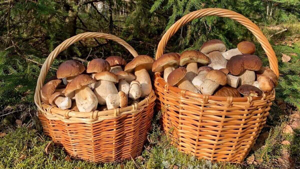 «100%-фейк» или реальность? Разобрались, можно ли белорусам вырастить боровики дома